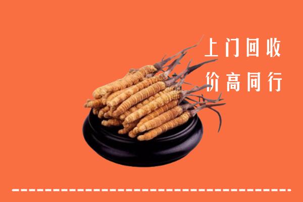 附近收购:黄冈市英山冬虫夏草回收多少钱每克
